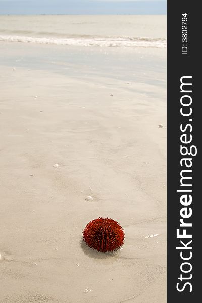 Spiny red sea urchin on sandy beach
