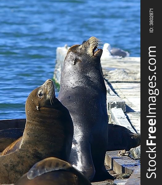 These two sea lions are barking in tandem