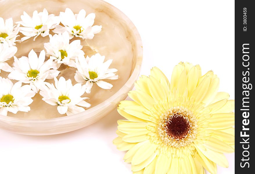 Daisies swimming in a bowl of water. Daisies swimming in a bowl of water