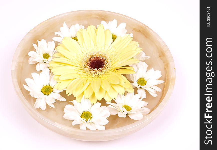 Daisies  In A Bowl Of Water