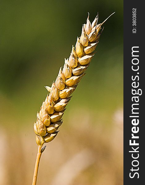 Photo of an ear of wheat against a soft focus background.