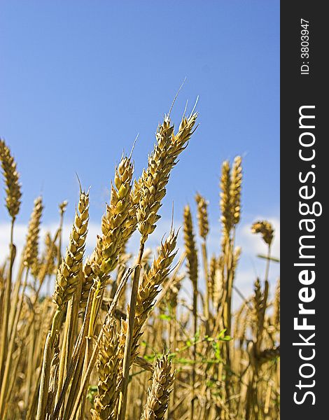Photo of golden wheat against a blue sky.