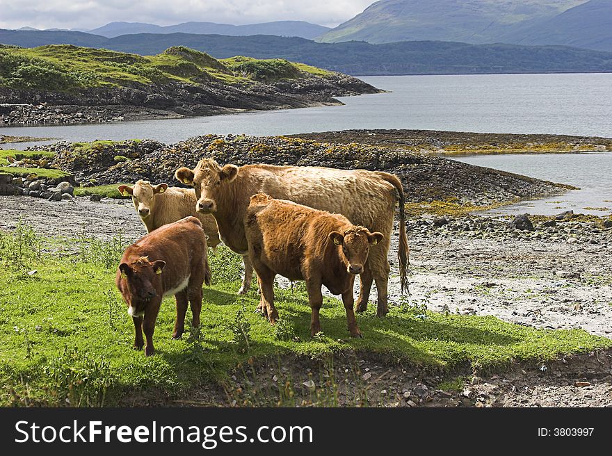 Photo of cattle near the shore of a Scottish sea loch. Photo of cattle near the shore of a Scottish sea loch