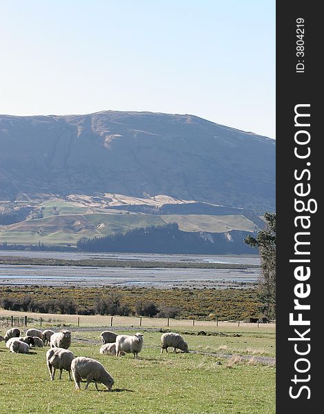 Sheep grazing in the high country of the South Island of New Zealand, Rakaia river backdrop. Sheep grazing in the high country of the South Island of New Zealand, Rakaia river backdrop.