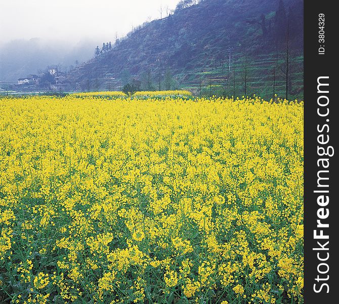 it is a rapeseed field with mountain. location is in China.
use 120 film
See more my images at :) http://www.dreamstime.com/Eprom_info