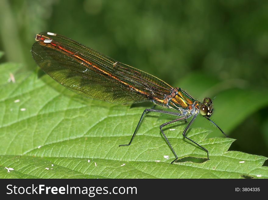 Little metallic shiny green dragonfly