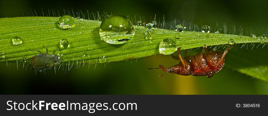 Macro photography of a red weevil