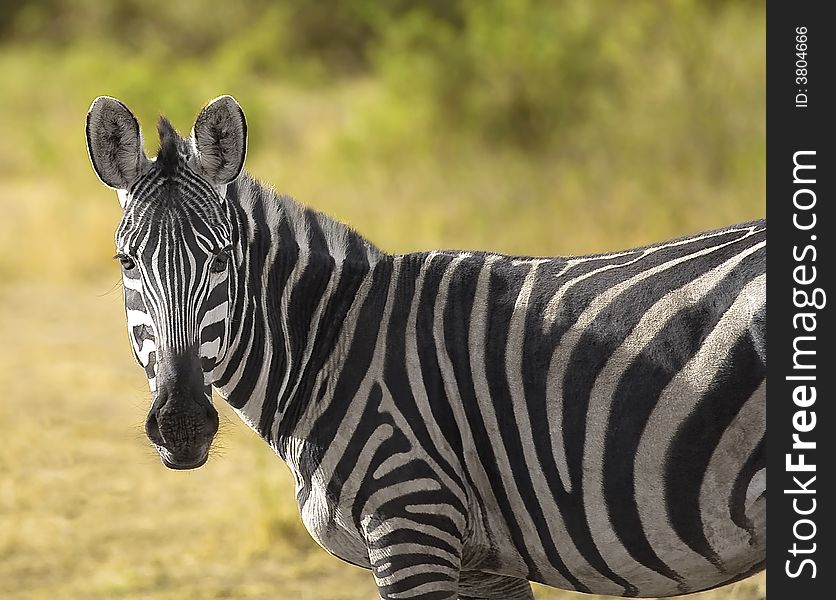 An image of a zebra in kenya on the maasa mara game reserve.