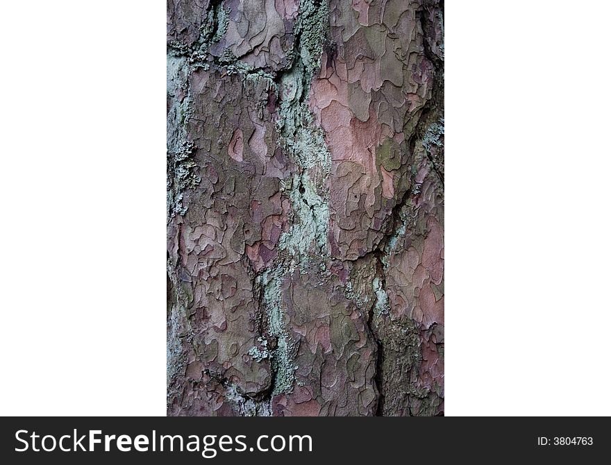 A picture of the bark of an old pine tree. A picture of the bark of an old pine tree.