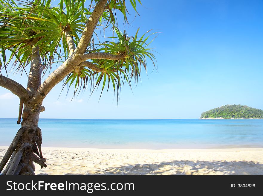 View of nice empty sandy beach with fragment of a  mangrove tree. View of nice empty sandy beach with fragment of a  mangrove tree