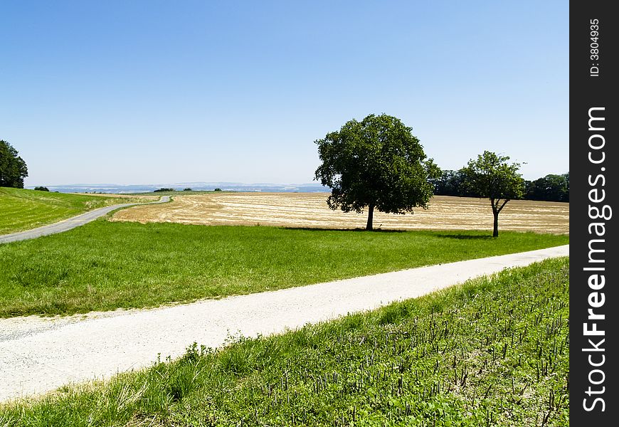 Two small trees on the field and two path. Summer beauty day. Two small trees on the field and two path. Summer beauty day