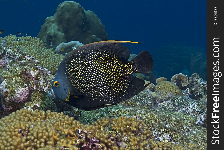 French angel fish swimming and seaching for food on coral reef