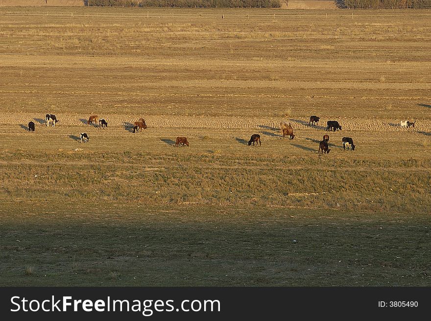 A group of cows eating