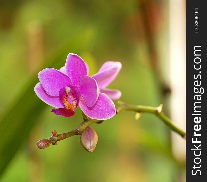Phalaenopsis - Orchid