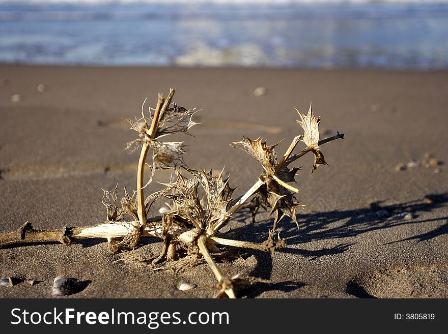 A branch that lies on the beach. A branch that lies on the beach