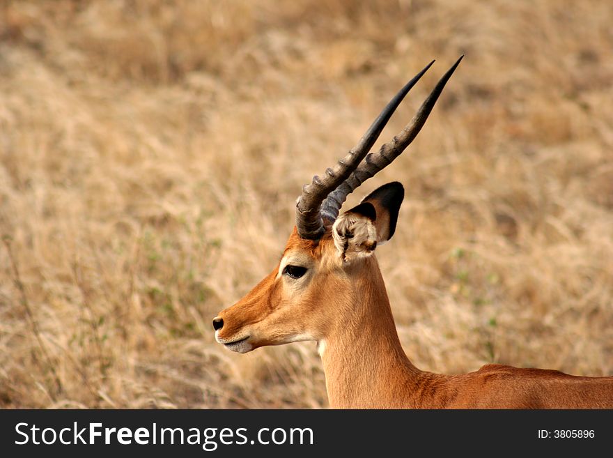 Antelope seen in the wild