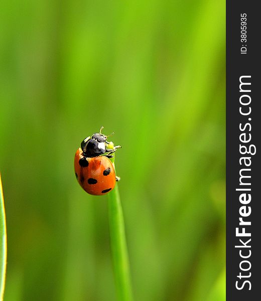 Ladybug hanging on the grass.