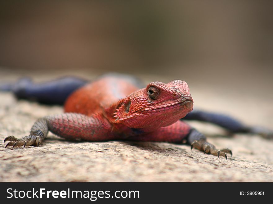 A red and blue colored lizard