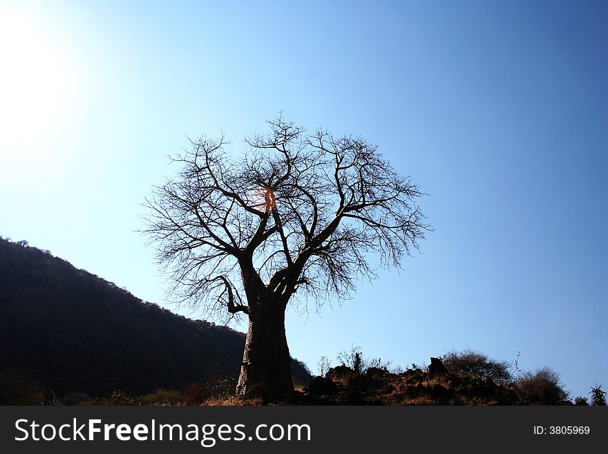 Baobab Tree with sun on the background