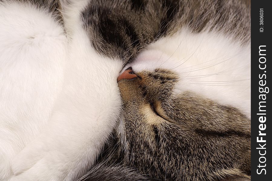 Sleeping Cat Macro