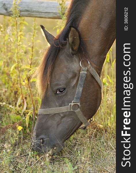 Head of a brown horse