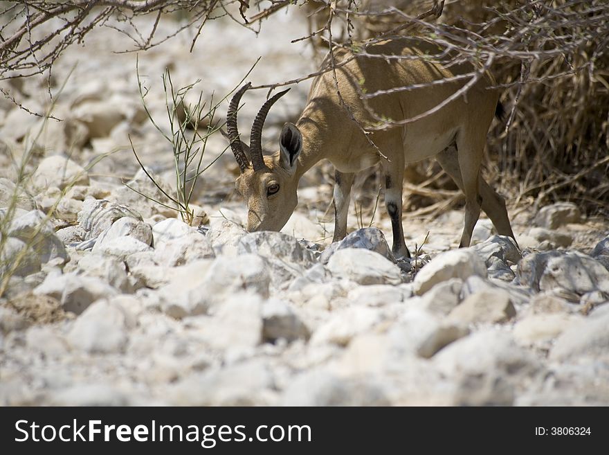 Nubian Ibex Near Ein Gedi