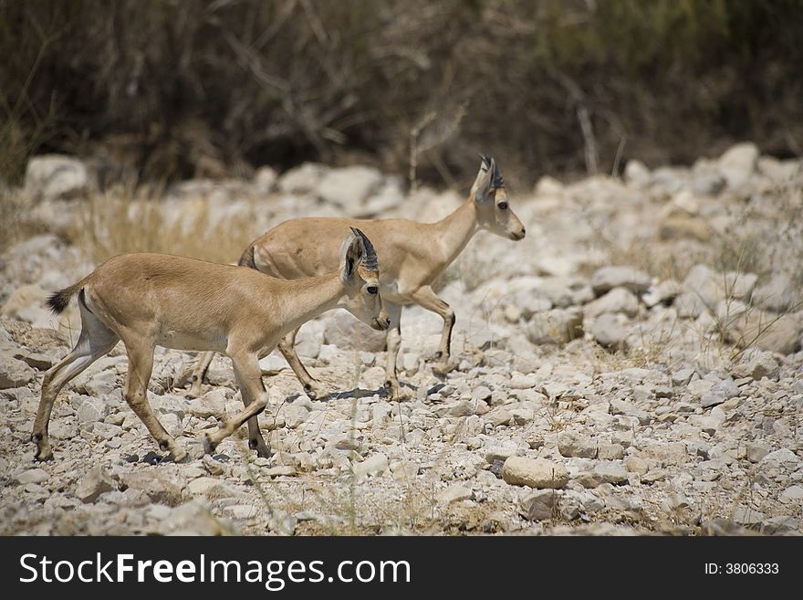 Two nubian ibexes in preserve