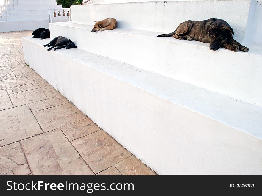 4 dogs sleeping in a temple in Thailand. 4 dogs sleeping in a temple in Thailand