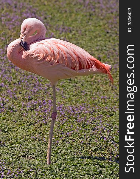 Pink flamingo sleeping standing up in a field of purple flowers. Pink flamingo sleeping standing up in a field of purple flowers