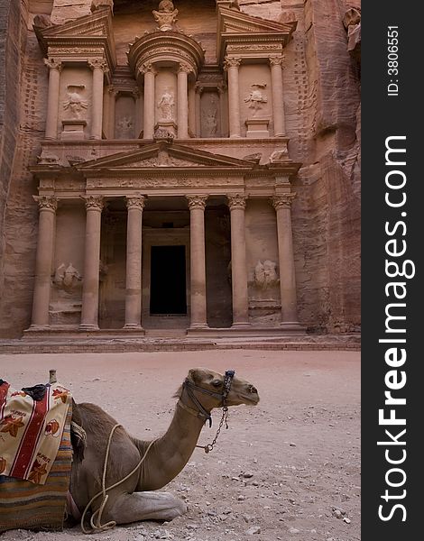 Camel in front of the Treasury Petra Jordan, one of the seven new wonders of the world