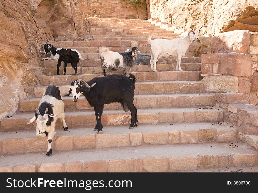 Mountain goats on stairs Petra Jordan