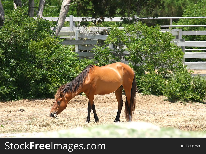 Wild pony in a pen on Ocracoke Island