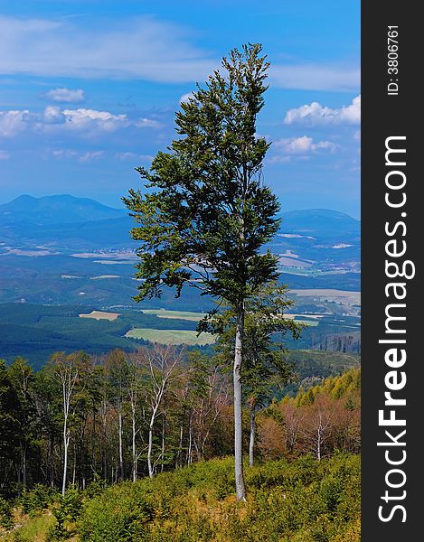 Lonely tree on the mountain