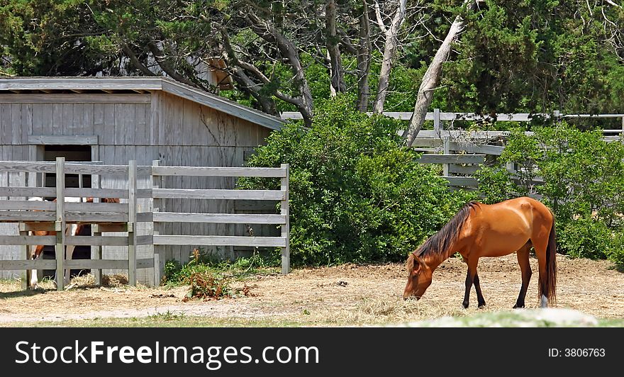 Wild ponies in a pen on Ocracoke Island