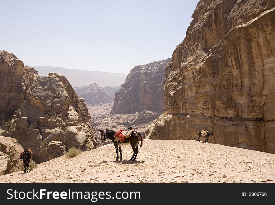 Donkeys with view of wadis near Petra Jordan, site of the ancient Nabatean civilization