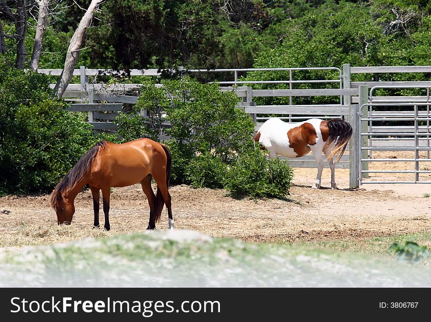 Wild Ponies of Ocracoke Island in a fenced area
