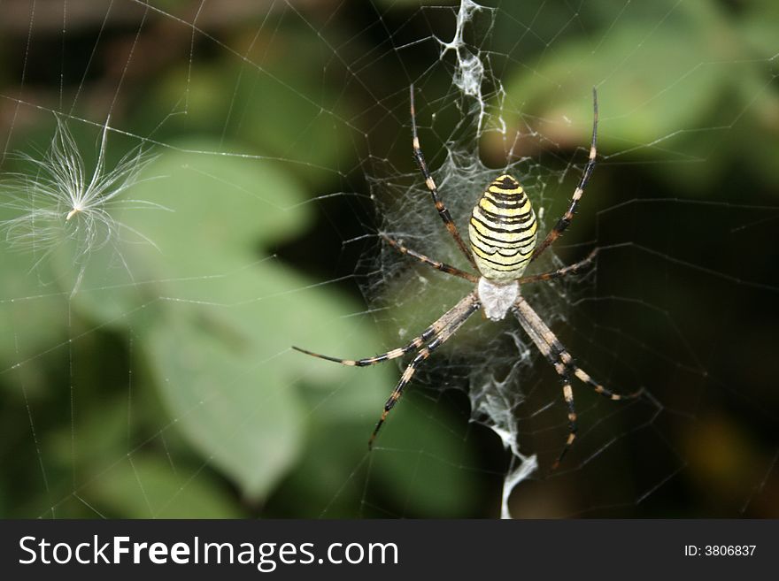 Huge spider is building cobweb. Huge spider is building cobweb