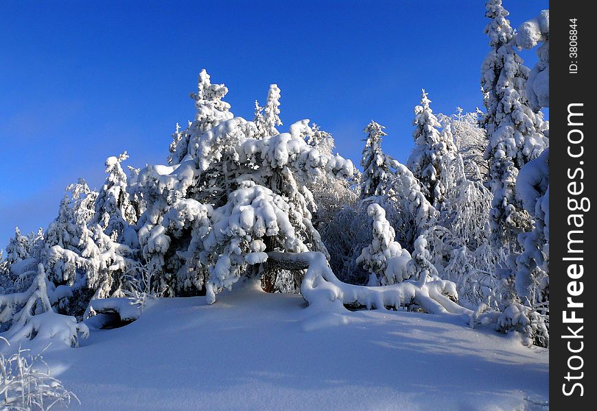 Winter, wood, russia, mountains, spruce, frost, blue sky, snow, panorama. Winter, wood, russia, mountains, spruce, frost, blue sky, snow, panorama