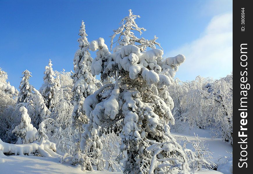 Fairy-tale tree, winter, glade, snowdrifts, russia, Ural,snow, frost