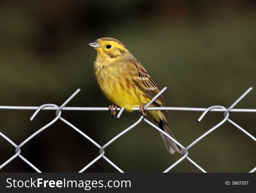 Close-up of bird sitting on wire netting.