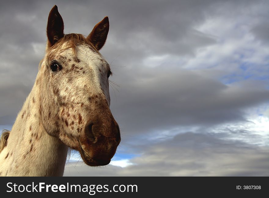 Closeup of an Appaloosa mare horse. Closeup of an Appaloosa mare horse