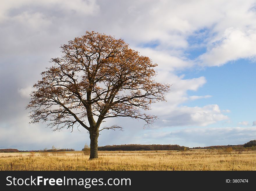 Lonely oak in field in late autumn. Lonely oak in field in late autumn