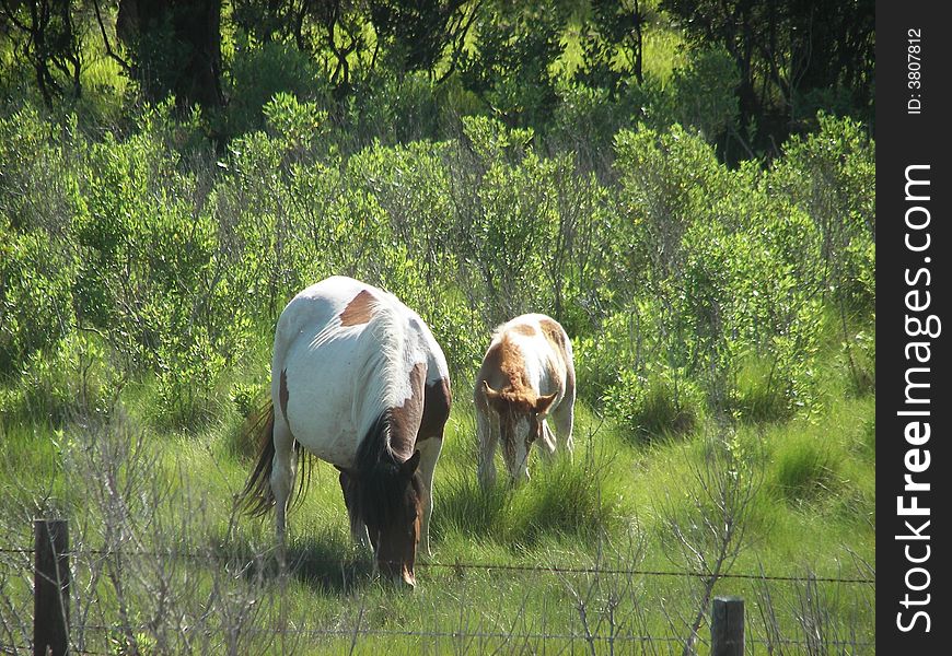 Chincoteague Mare and Foal grazing near the herd at sunset.