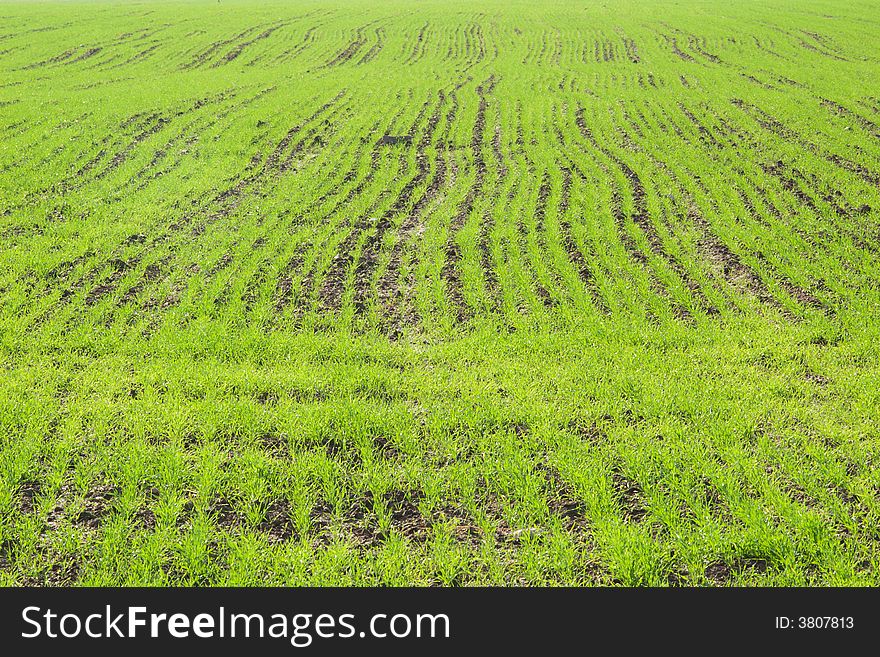 Fresh green winter crops filed. Fresh green winter crops filed