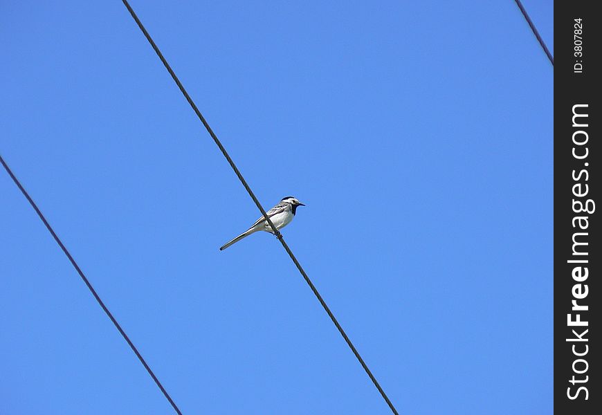 A Bird sits on the wire. Blue sky