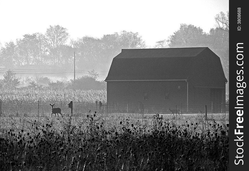 Two deers in eary moring going past a barn. Two deers in eary moring going past a barn.