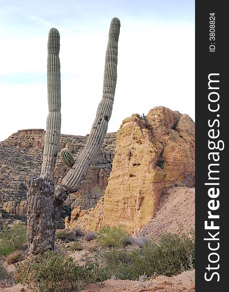 Saguaro Cactus at the Apache Trails in Arizona. Saguaro Cactus at the Apache Trails in Arizona