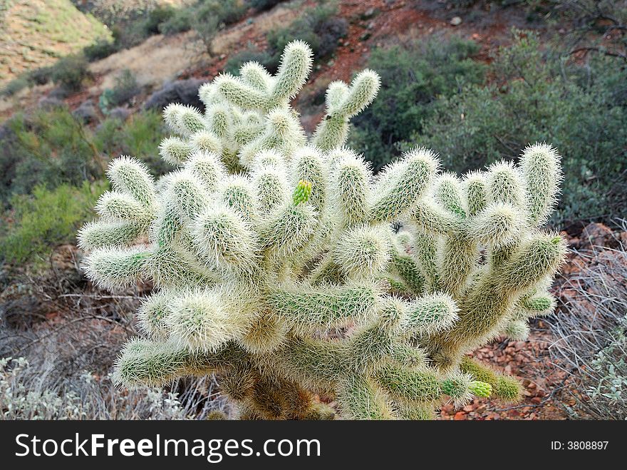 Little Cactus