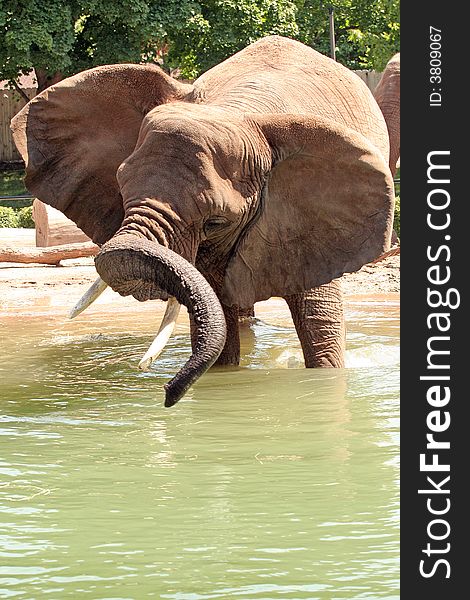 Playful elephant twisting and swinging its trunk in water. Playful elephant twisting and swinging its trunk in water