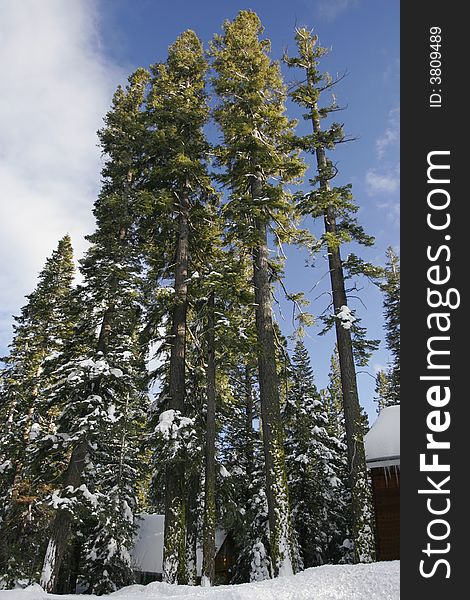 Tall tree in the Sierras, Lake Tahoe, California